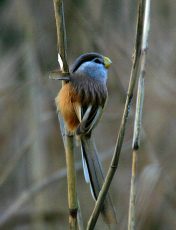 ...one finds the endemic Reed Parrotbill...