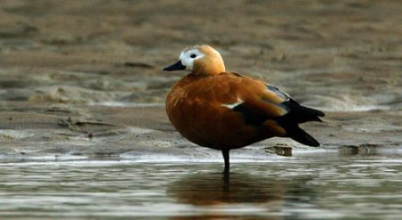 Along the way, we'll probably see Ruddy Shelduck, perhaps from Tibet,...