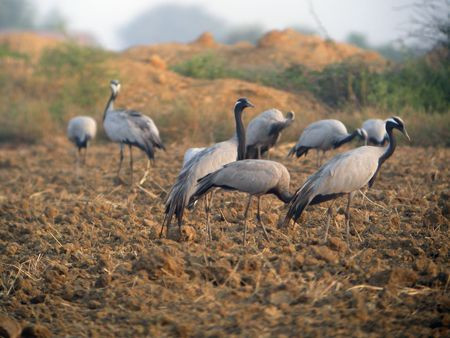 Other winter visitors include Demoiselle Cranes...