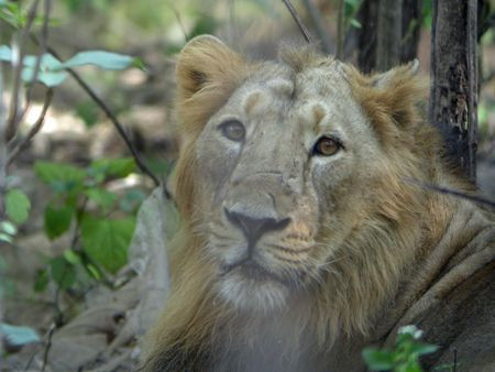 ...and hoping for close views of Asiatic Lions in their forest reserve...