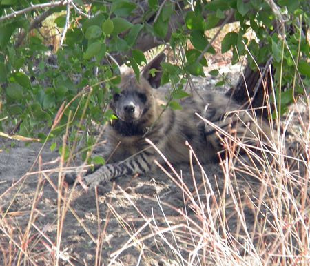  while the grasslands of Velavadar are home to Striped Hyena.