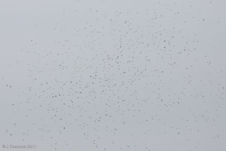 ...and here thousands of Tree Swallows gather over Cape May Point.