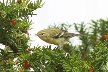 Some warblers stop to feed and rest, like this Blackpoll Warbler&hellip;