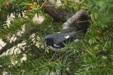 ...or this Black-throated Blue Warbler&hellip;