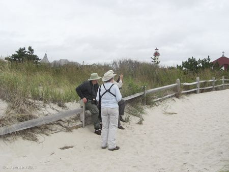 Birds can be seen from anywhere in Cape May from the forests to the neighborhoods and the beaches and dunes&hellip;
