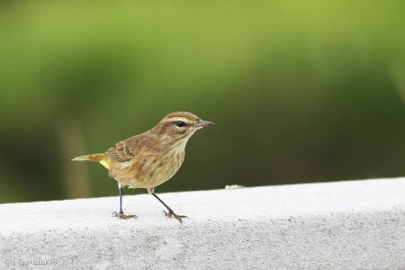 &hellip;the favorite haunts of the Palm Warbler.