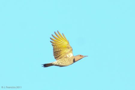 Woodpeckers, like Northern Flicker, are also migrants through Cape May.