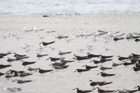 &hellip;and Black Skimmers and Royal Terns&hellip;