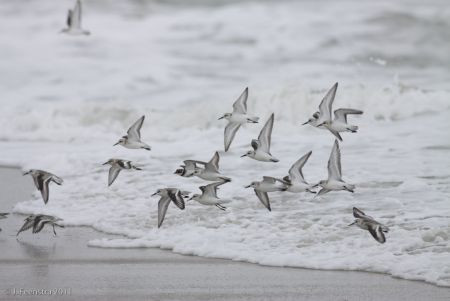 Cape May is world renowned as a funnel for birds migrating south down the Atlantic Coast. Here, Sanderlings (and a Semipalmated Plover) move along the beach...