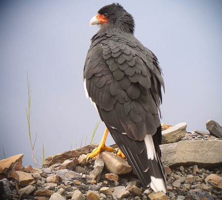 Mountain Caracaras have no limit to their upper elevation.  