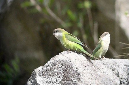 The weedy roadsides on the way up the mountain road might have flocks of Gray-hooded Parakeet. 