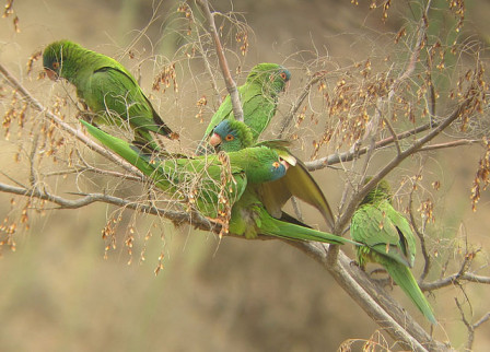 Blue-crowned Parakeets might be feeding in fruiting trees.