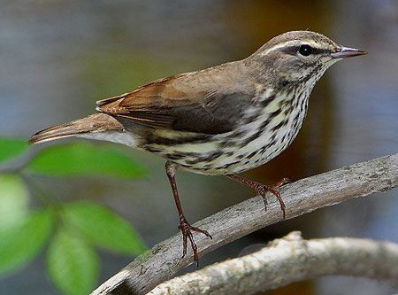 Northern Waterthrush breeds in moist, boggy areas...