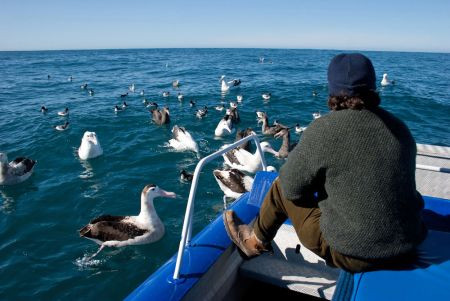 ...looking for New Zealand's many seabirds....