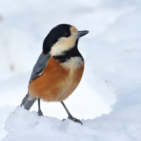 ...and some small like Varied Tit...