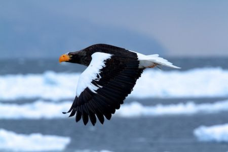 ...with utterly spectacular Steller's Sea Eagles...