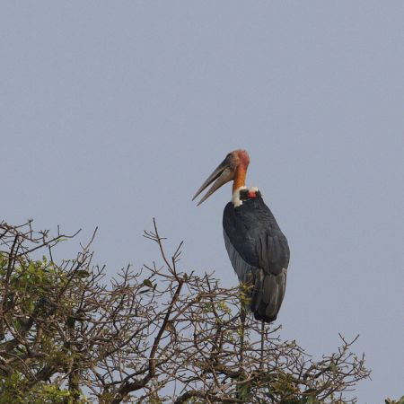 ...including the very rare Greater Adjutant...