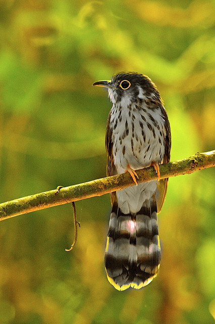 ...or Moustached Hawk-Cuckoo, Borneo is a very exciting place.