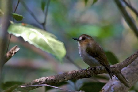 ...and the mountain-dwelling endemic Eyebrowed Jungle-Flycatcher. 
