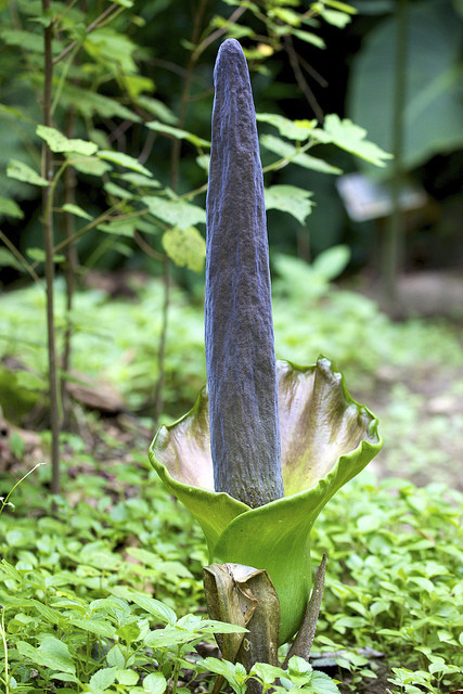 ...and many mind-boggling plants like this Arum... 
