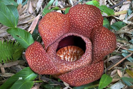 ...the legendary Rafflesia...
