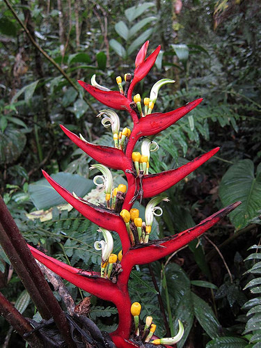 The fantastic tropical vegetation, such as this Heliconia burleata, will remind you that you&rsquo;re in the tropics.