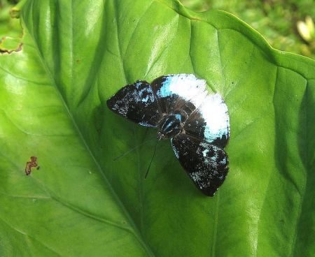 We&rsquo;ll notice a significant uptick in butterfly diversity. This is a Hebrus Metalmark&hellip;                           