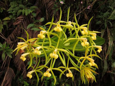 Plant life is also luxurious here. This orchid, Epidendrum lacustre, is but one of hundreds of species known from this valley.                                                      
