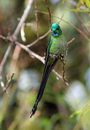 &hellip;the stunning Long-tailed Sylph&hellip;.