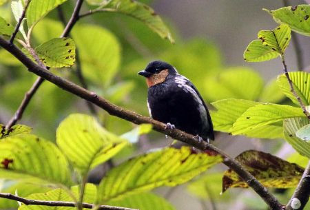 Silvery Tanager occurs in most of the mixed flocks around the lodge and down the road.