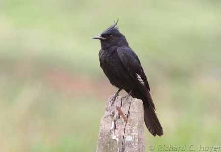 Crested Black-Tyrant is a scarce near-endemic we might see from a roadside....