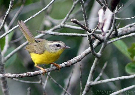 &hellip;and one never tires of the duetting Golden-crowned Warblers from every type of forest&hellip;