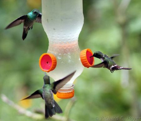 Hummingbirds play a prominent role in these Neotropical forests.