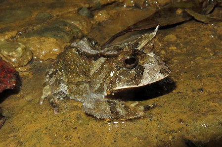 Sometimes it&rsquo;s something other than a bird that makes an outing memorable, here a Boie&rsquo;s Frog.