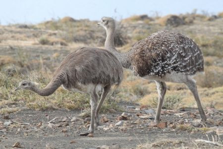 ...and there will be many riveting landbird moments as well such as this encounter with Lesser Rheas.