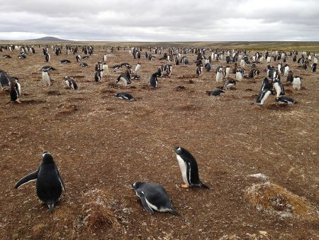 ...penguin colonies on the Falklands Islands...