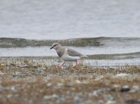 ...the Magellanic Plover in Patagonia...