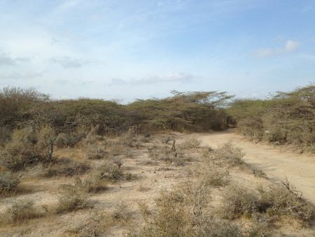 ...arid scrublands of the Guajira Peninsula...