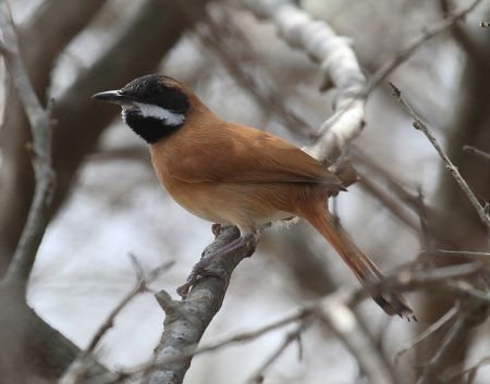 We expect to see a number of species with a very restricted ranges; for example White-whiskered Spinetail...