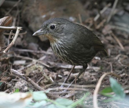 ....and in the mountains, many endemics with names that begin with 'Santa Marta', like the S.M. Antpitta...