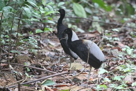 ... and the sought-after Grey-winged Trumpeter are all competing for &quot;best bird&quot; on our tour of Guyana.