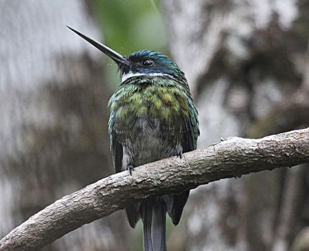...or the rare Bronzy Jacamar which favors forests with poor soil.