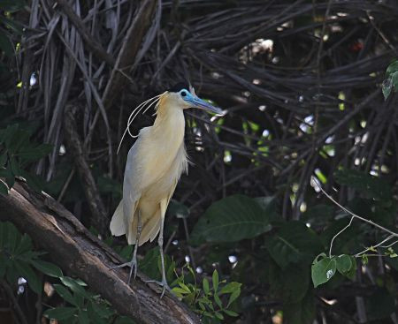 ... where we'll also find one of the most beautiful heron in South America, the Capped Heron.