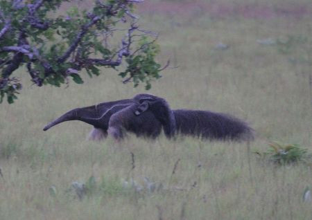 Guyana is also great for general wildlife. We may cross paths with Giant Anteater...