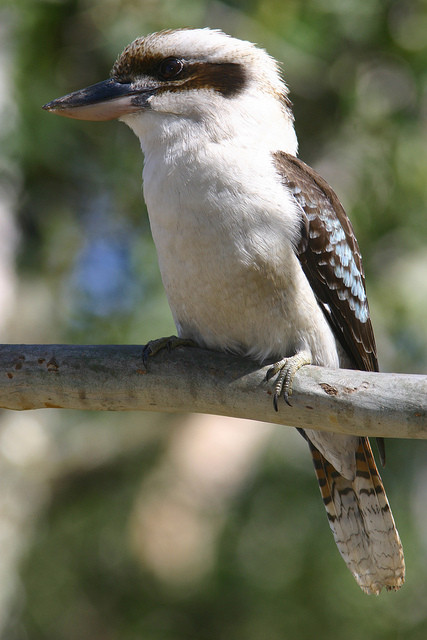 ...and likely with our first Laughing Kookaburras for company.