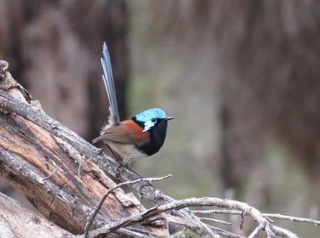 ...and the stunning Red-winged Fairywren.                           