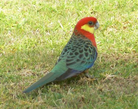 Around our lodge we should see Western Rosellas...