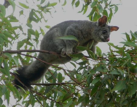 ...maybe even a Brushtail Possum foraging on Banksia flowers.