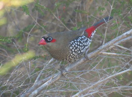 We'll then head back to Perth, watching along the way for Red-eared Firetail... (pt)