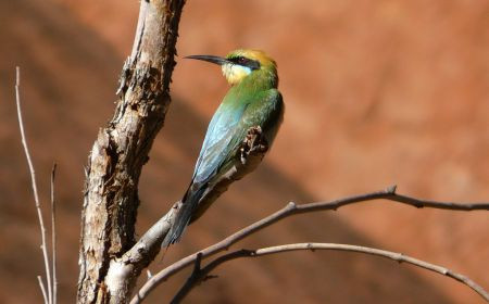 ...and Rainbow Bee-eaters.